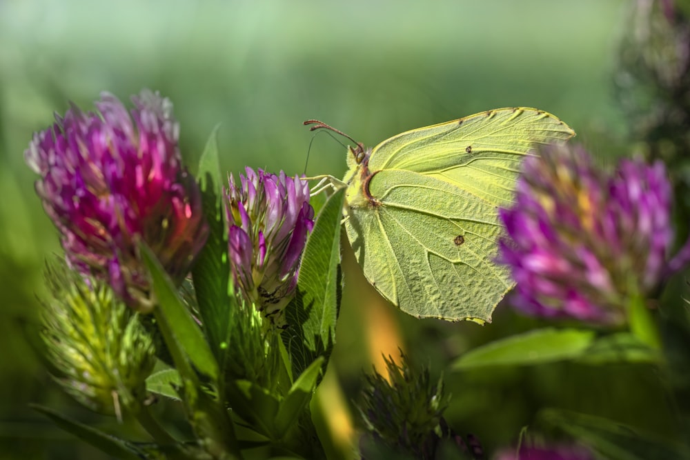 green butterfly perched on purple flower in close up photography during daytime