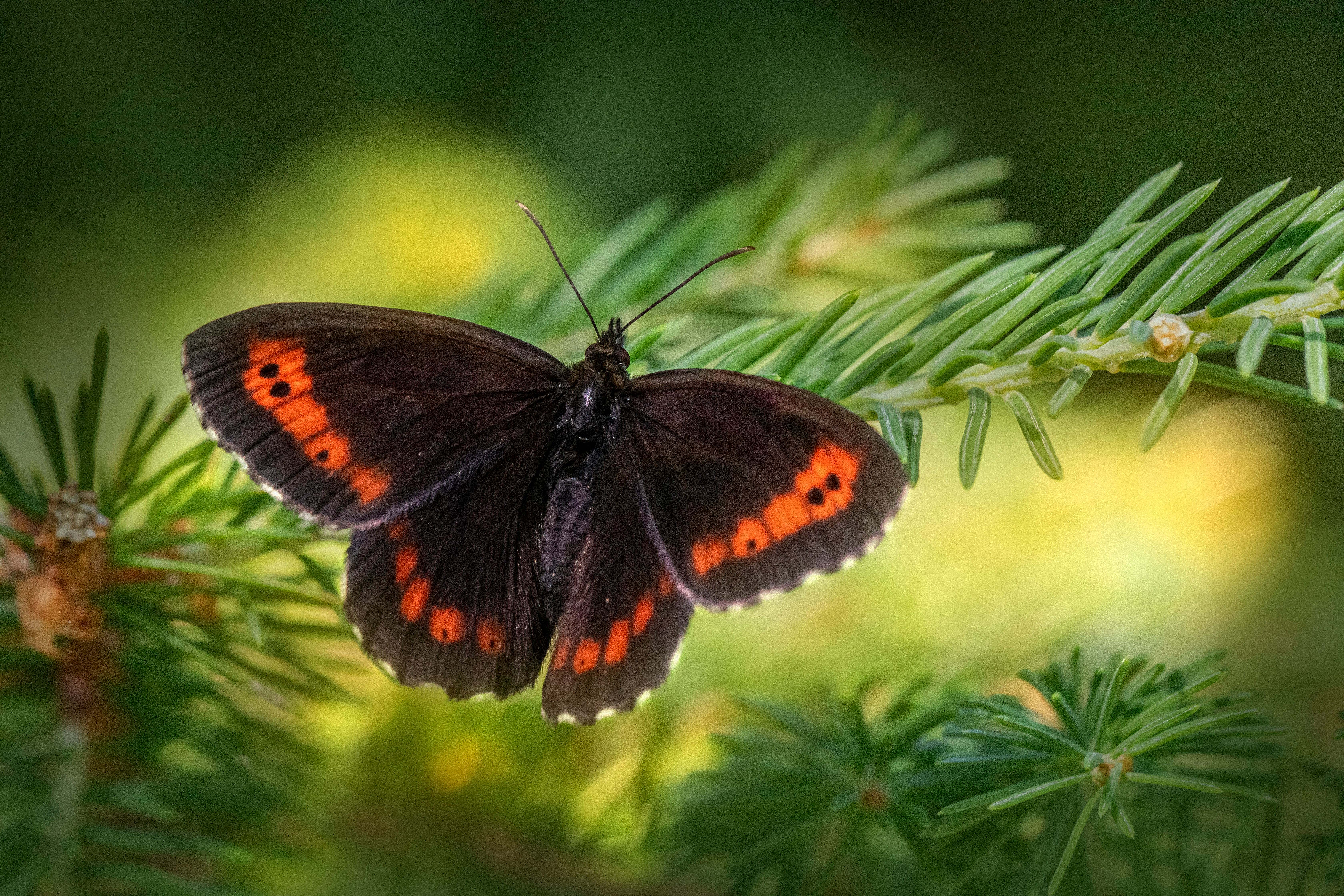 brown and black butterfly on green leaf plant during daytime