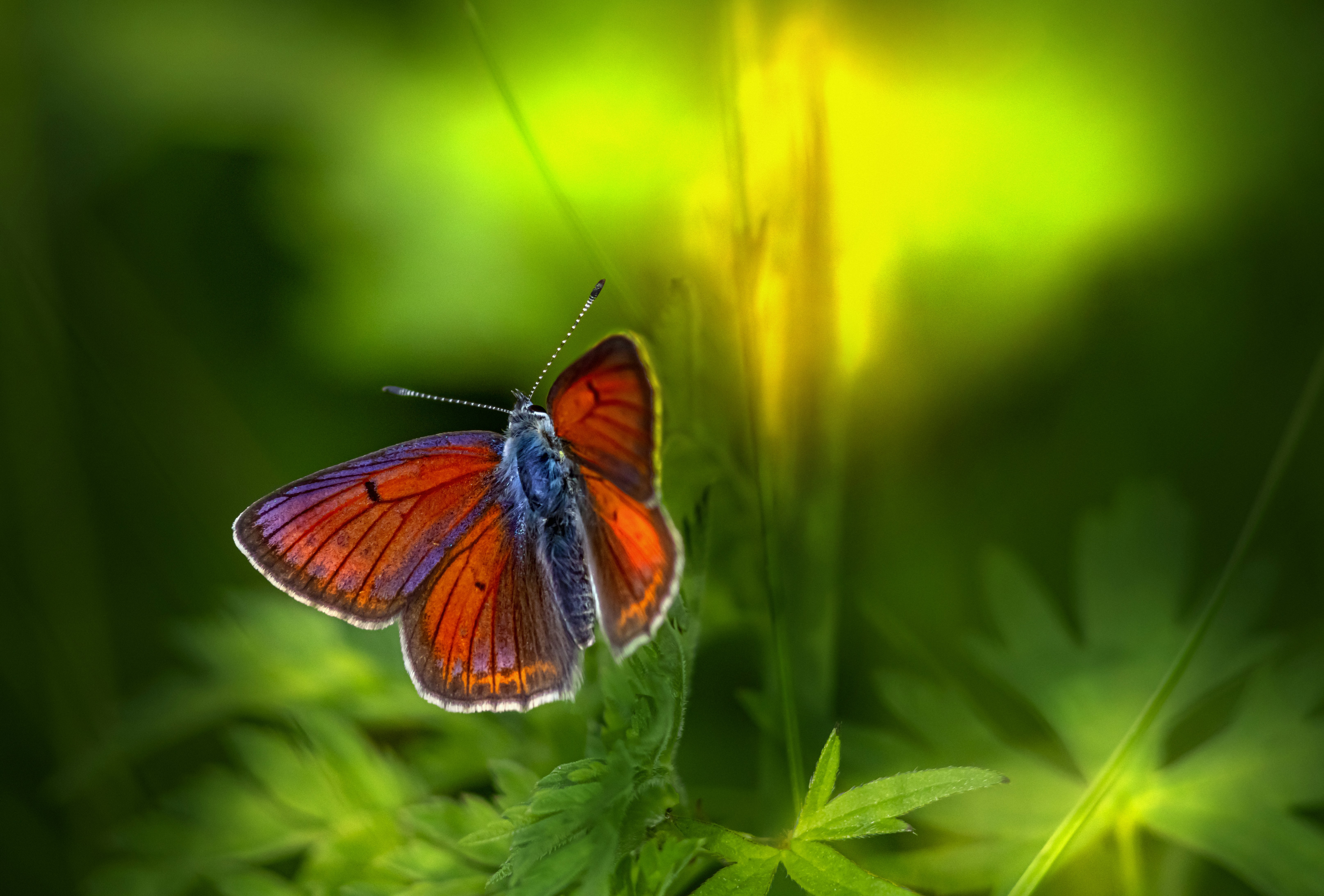 Photo by erik_karits