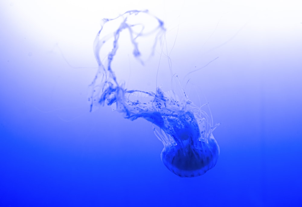 méduses bleues et blanches sous l’eau