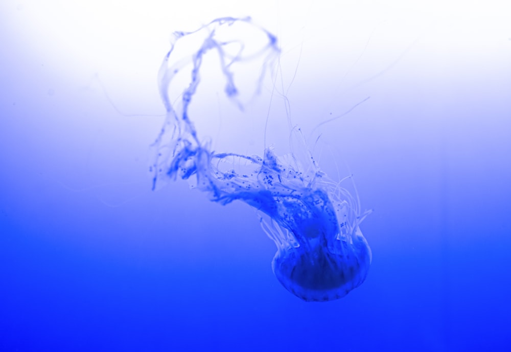 blue and white jellyfish under water