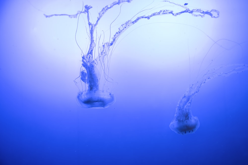 white jellyfish in blue water