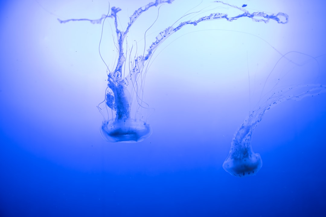 white jellyfish in blue water