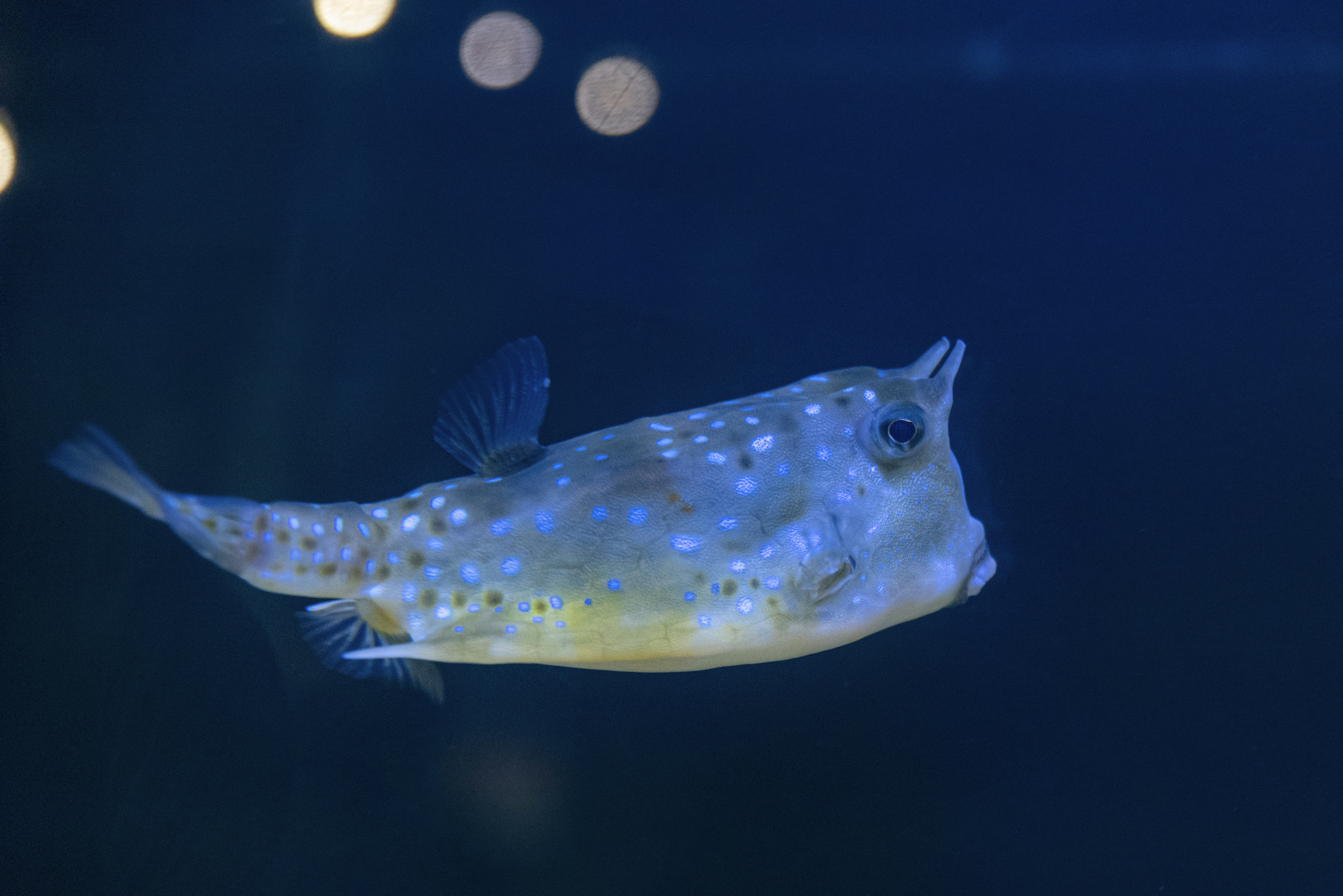 Sunfish Intelligence and Behavior (image credits: unsplash)