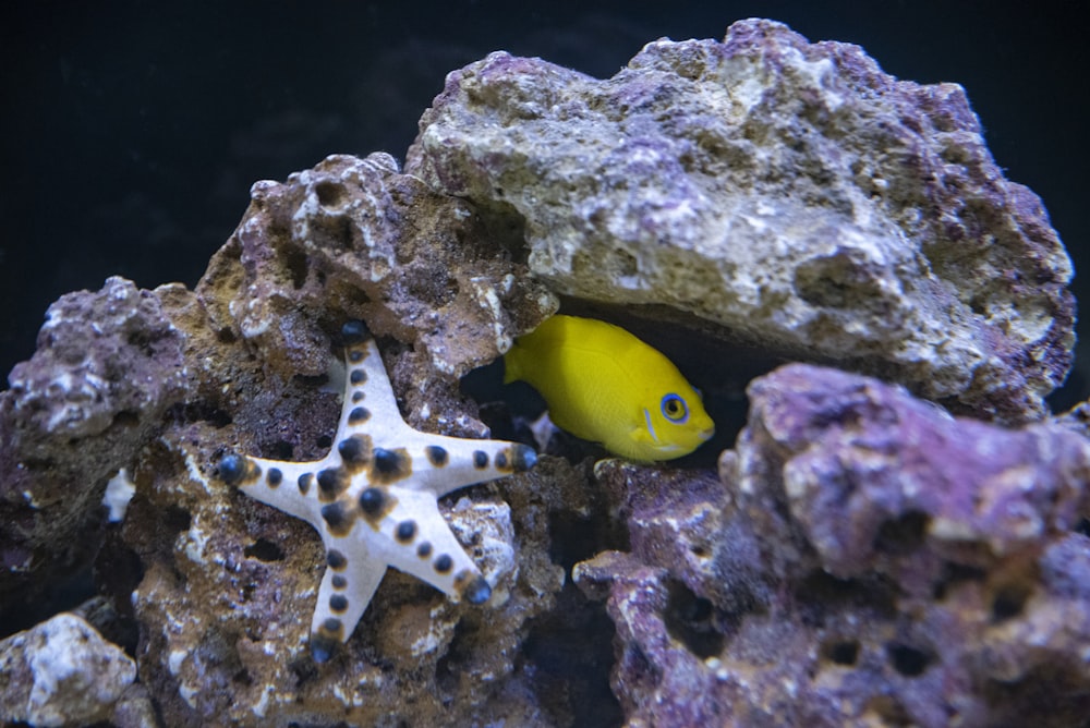 yellow and black fish on brown and gray rock