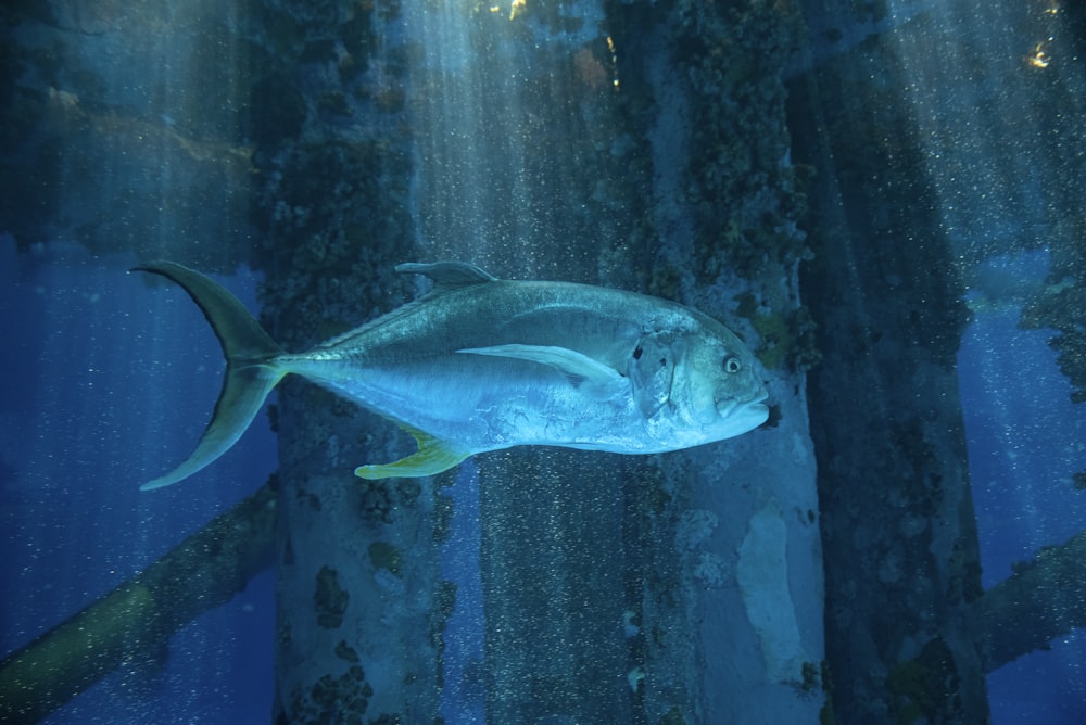 poisson gris dans l’aquarium