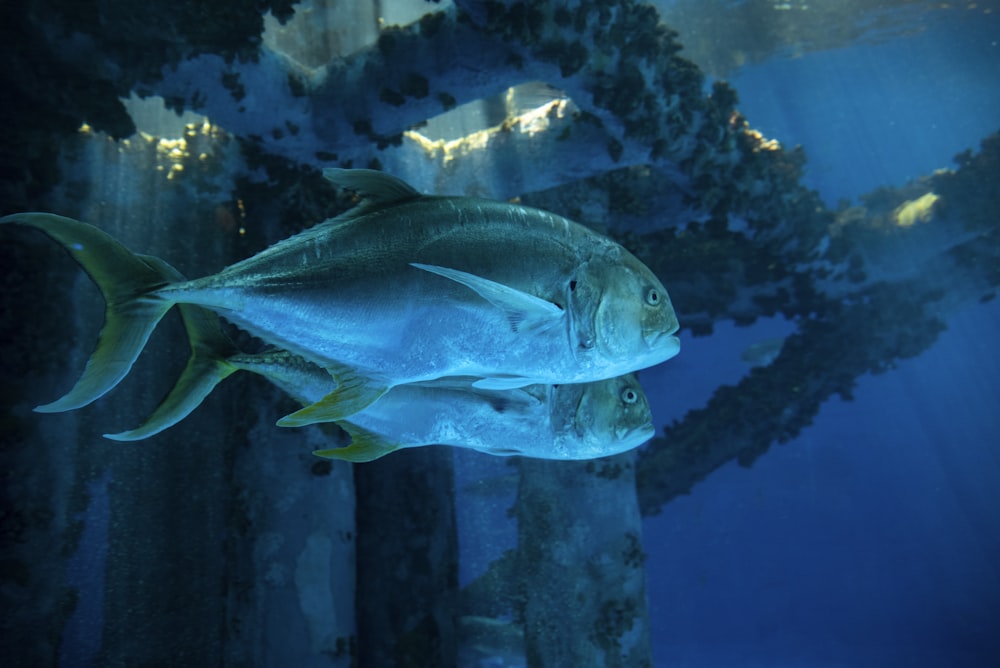 Blauer und weißer Fisch im Aquarium