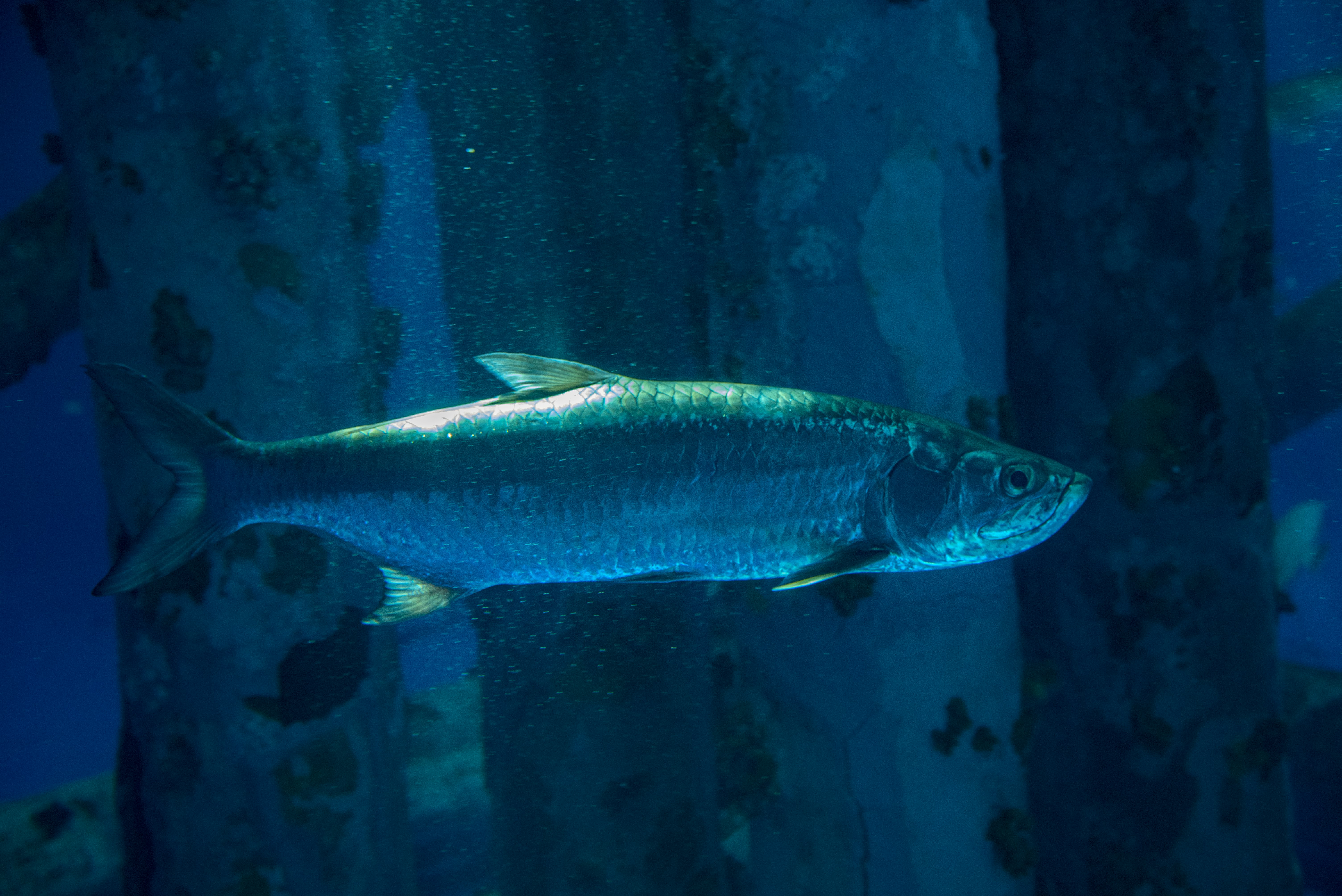 grey fish in fish tank