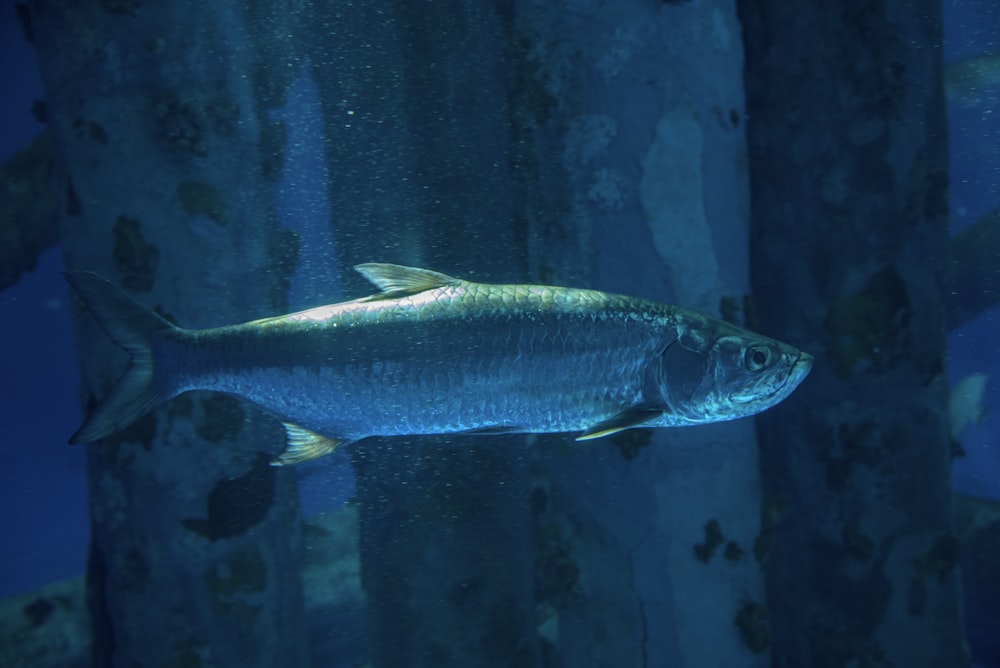 水槽の灰色の魚