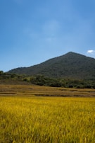 A serene landscape of rice terraces under a clear blue sky.