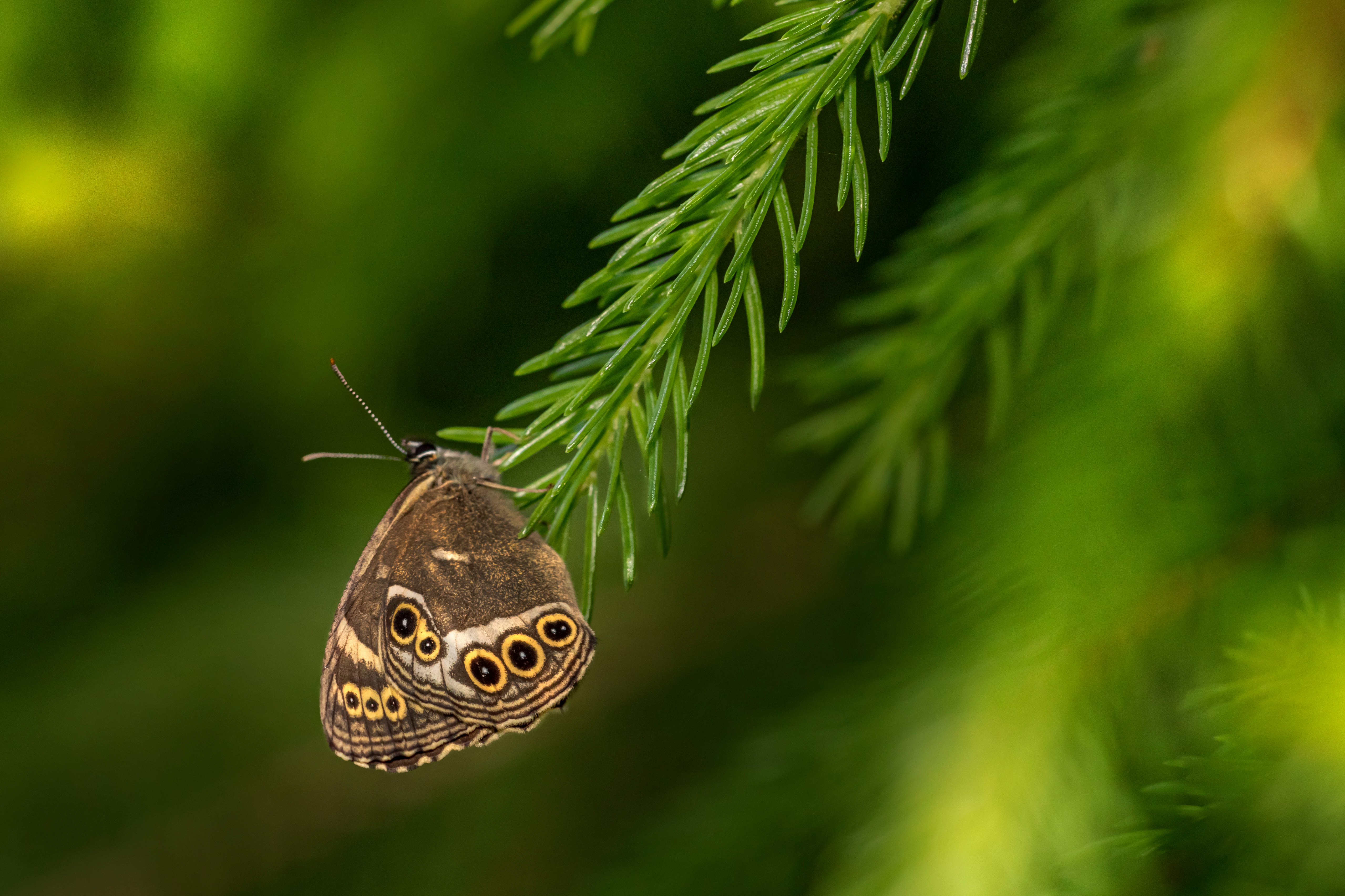 brown and black butterfly perched on green leaf in close up photography during daytime