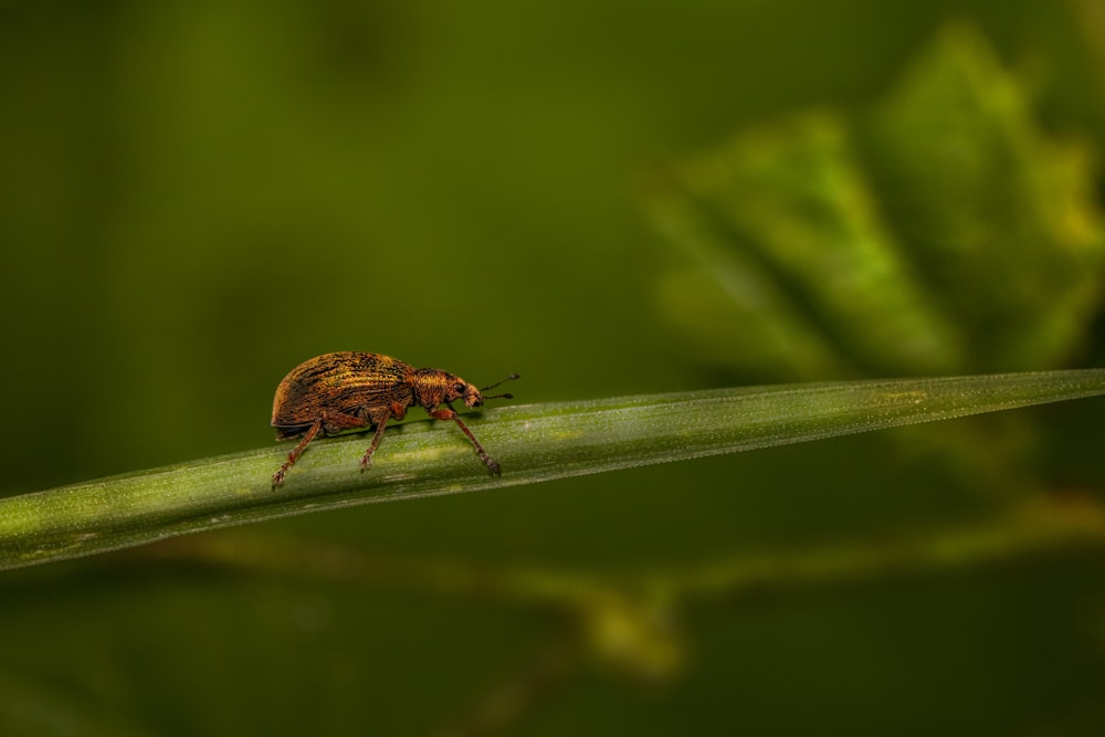 brown and black bug on green leaf