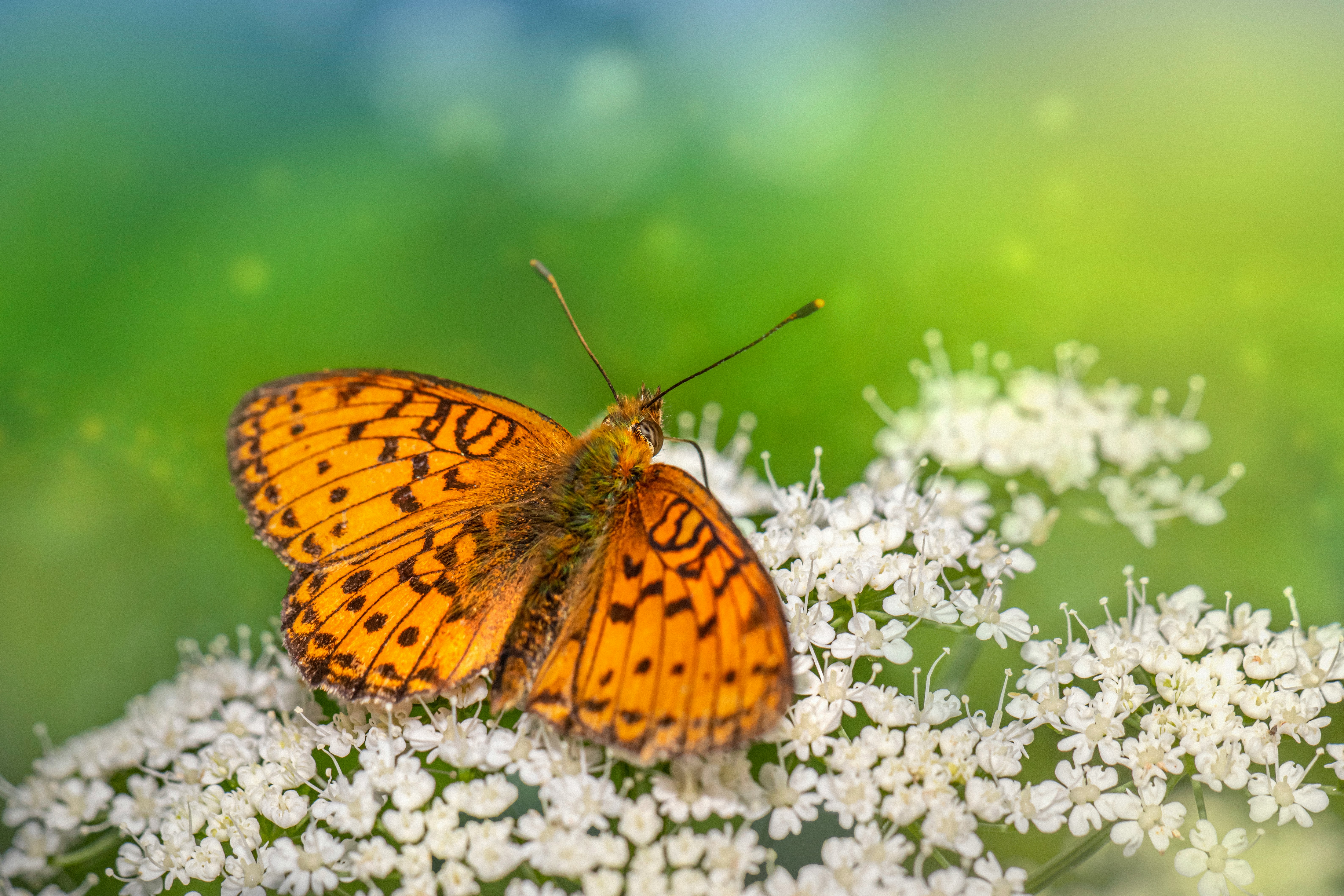 yellow and black butterfly perched on white flower in close up photography during daytime