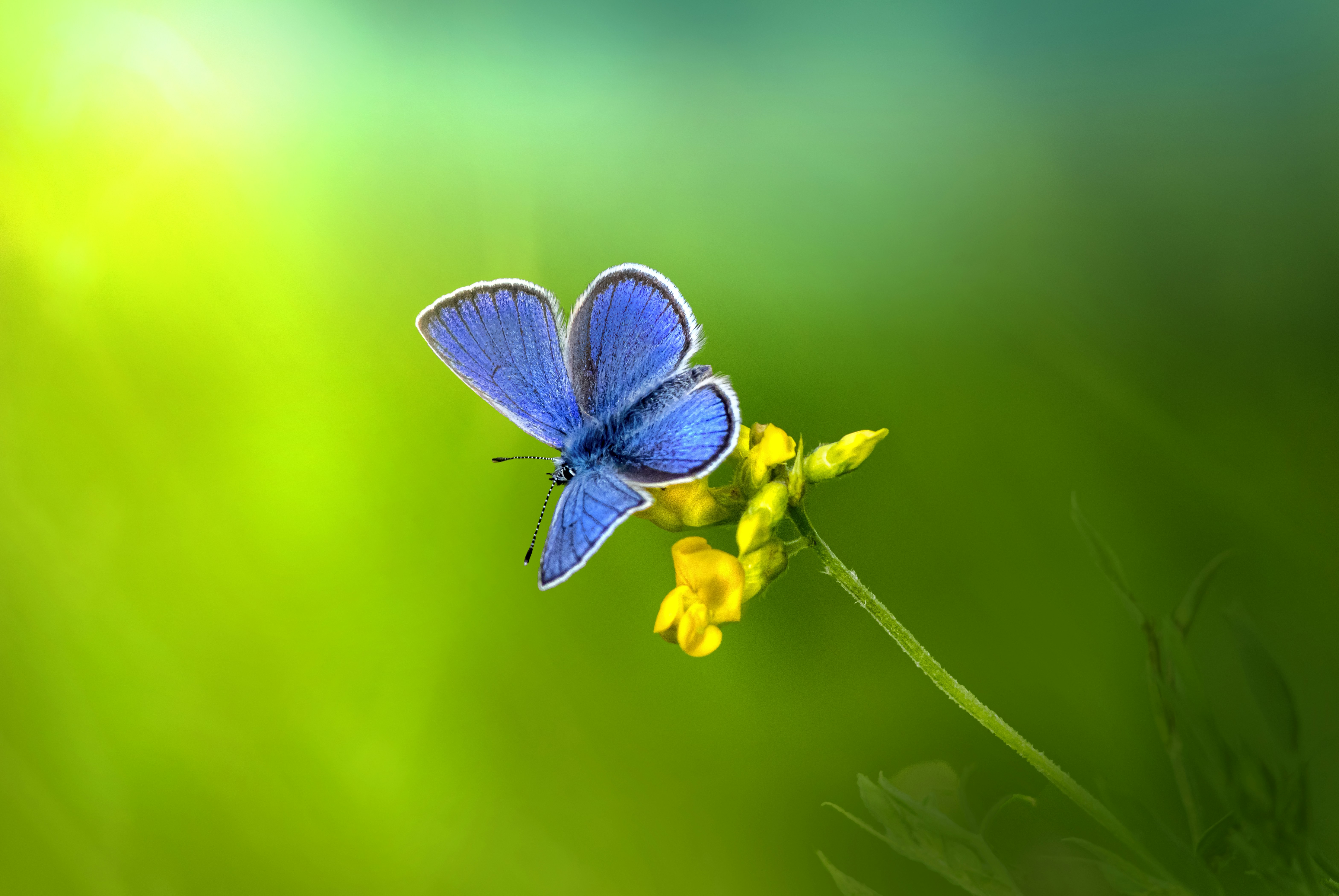 🦋 Utrotningshotad fjäril fyrdubblas i antal - räddar också lupin från utrotning