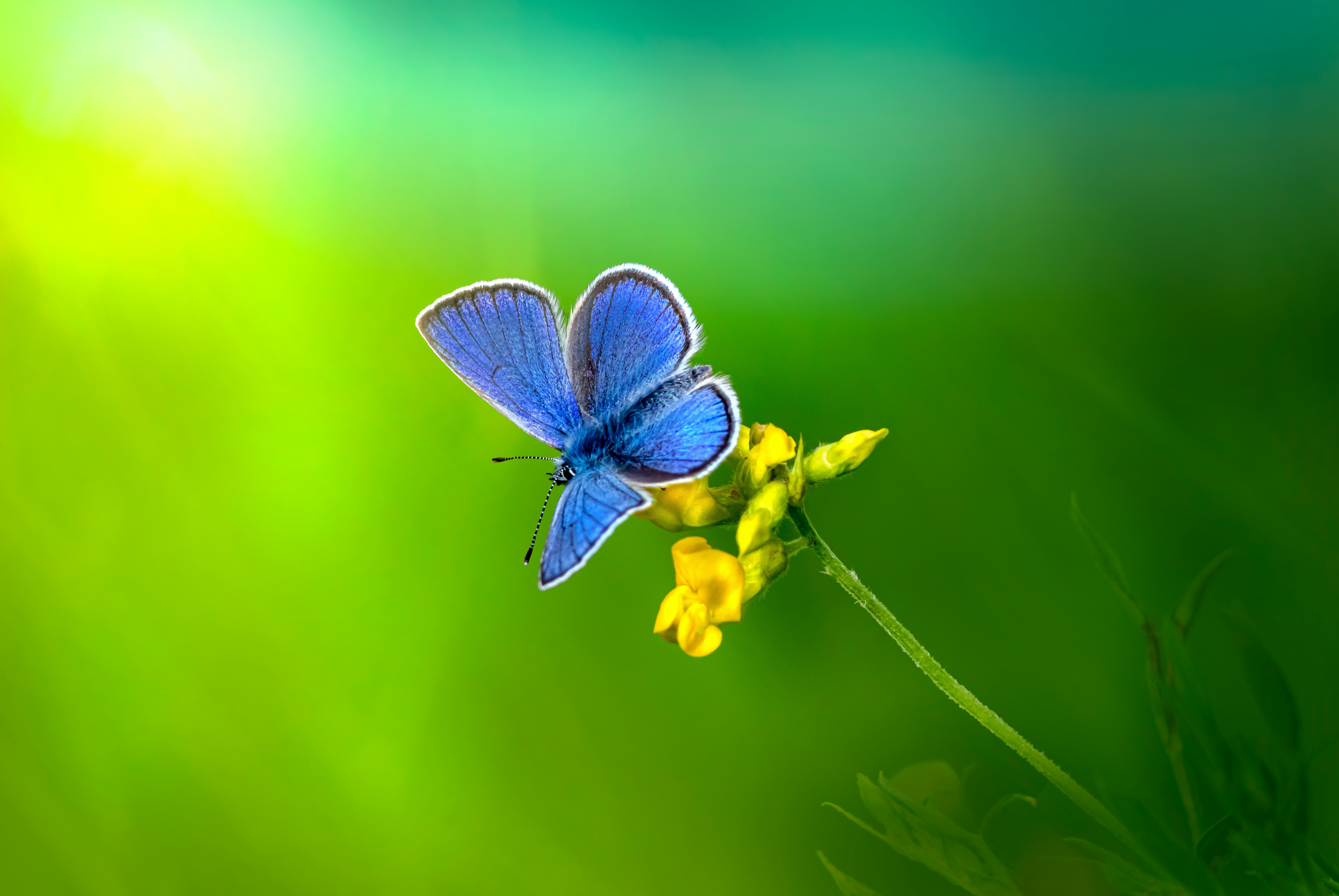 blue and white butterfly perched on yellow flower in close up photography during daytime