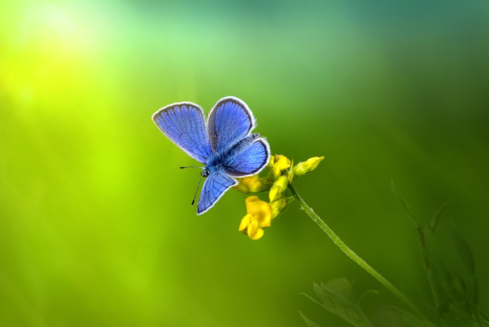 blue and white butterfly perched on yellow flower in close up photography during daytime