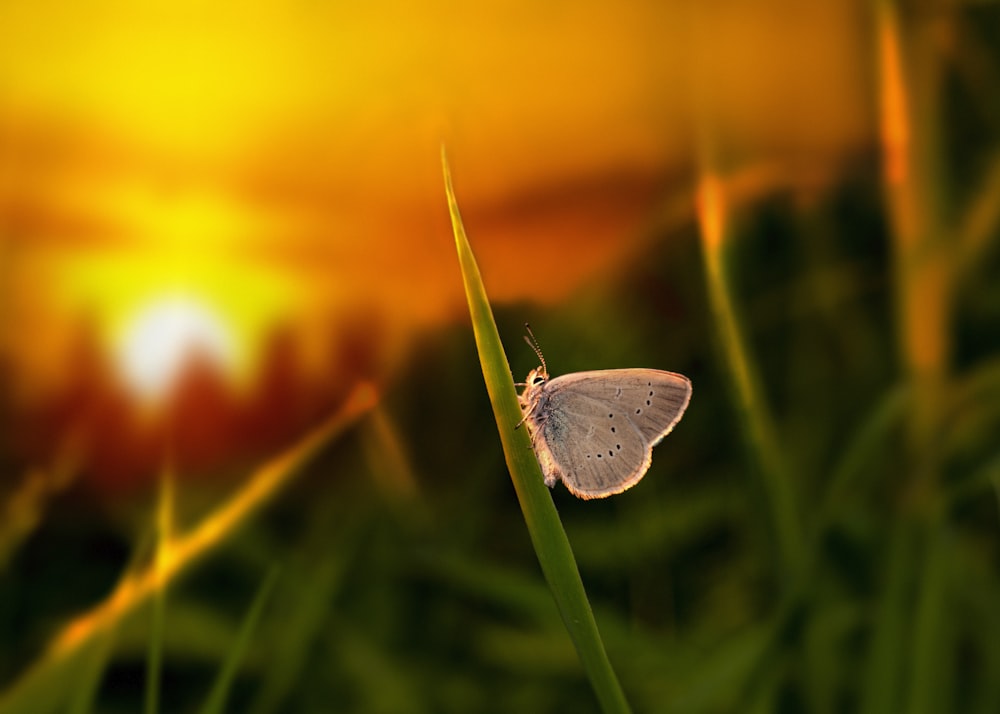 common blue butterfly perched on green stem in close up photography during daytime