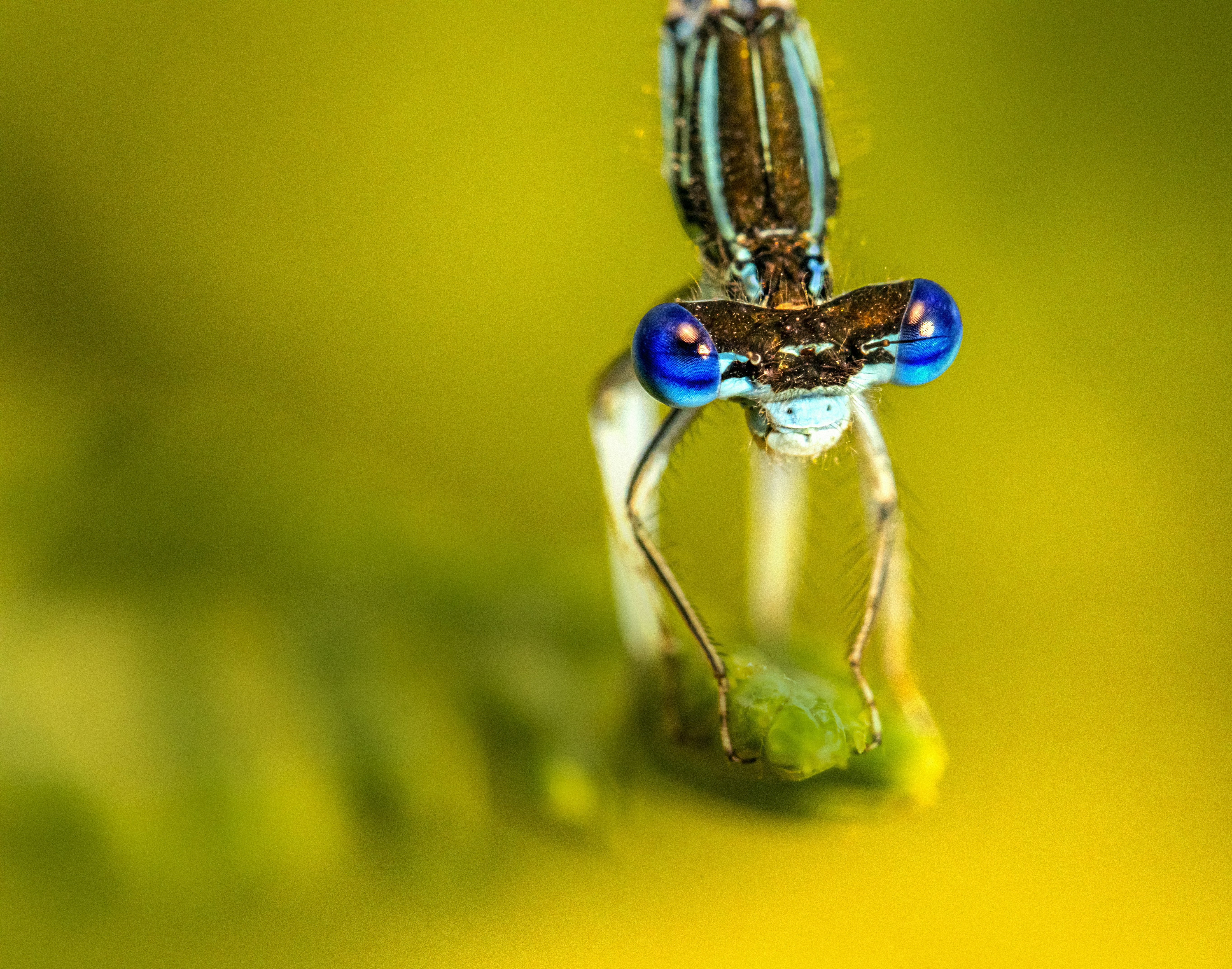 Blue and green dragonfly on green leaf in macro photography photo ...