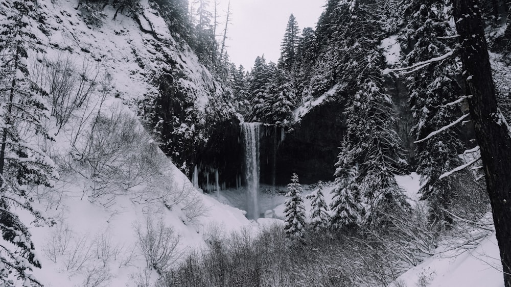 grayscale photo of trees covered with snow