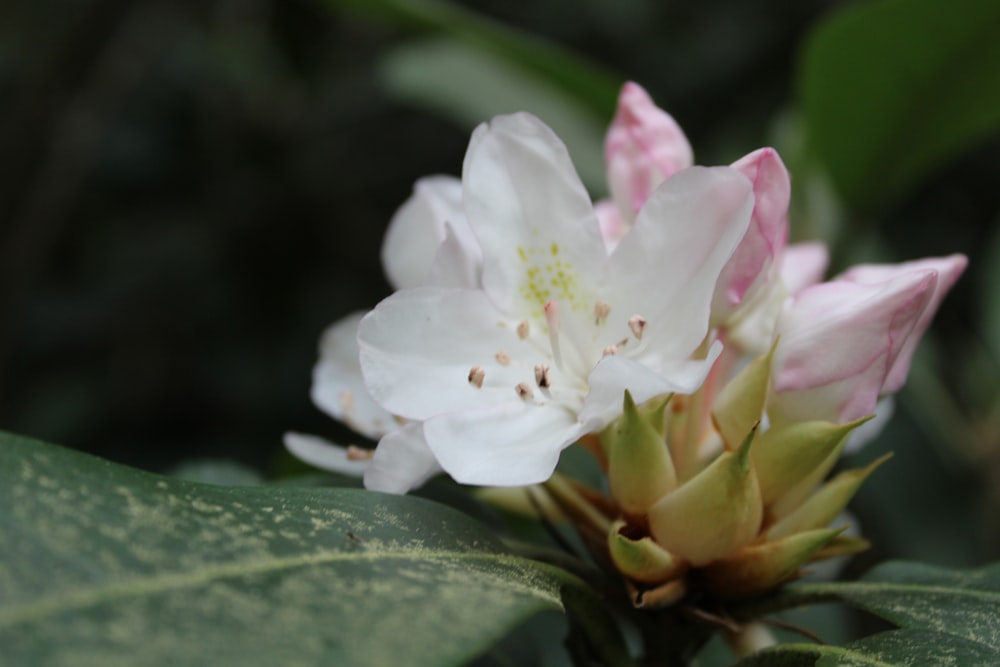 white and pink flower in macro lens