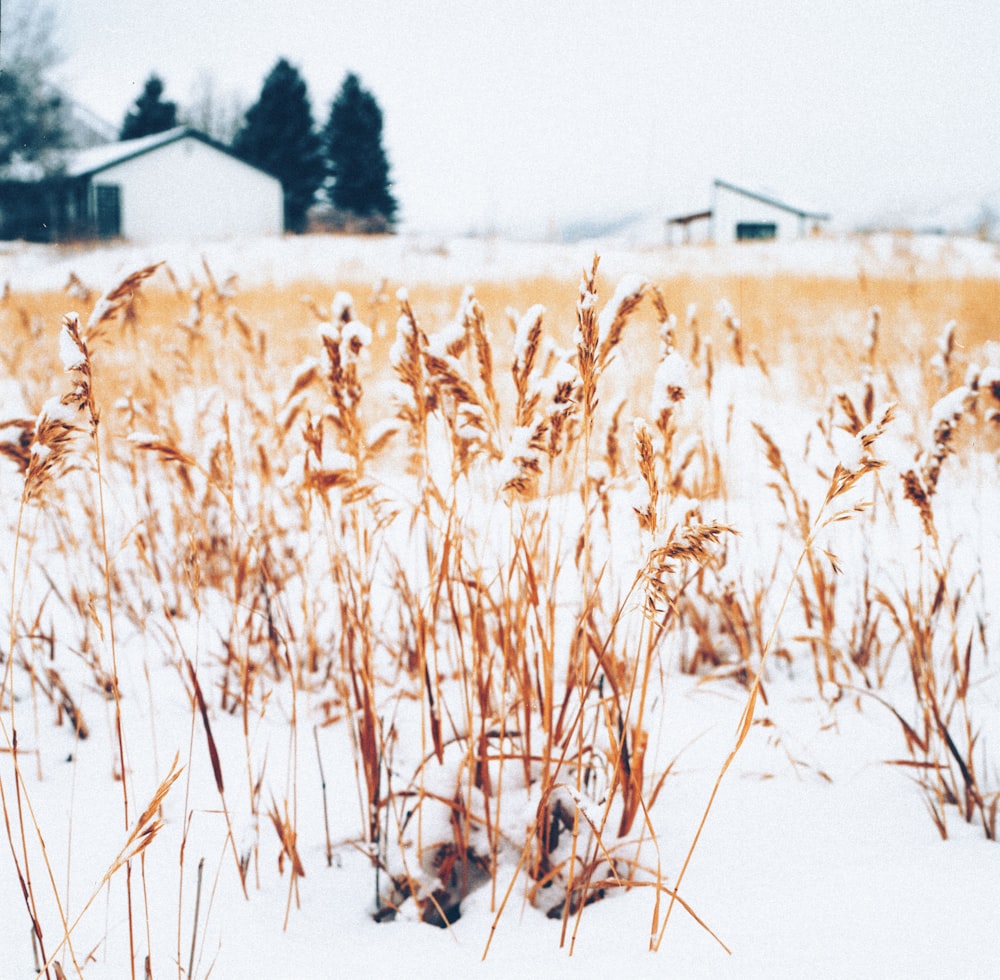 brown wheat field during daytime