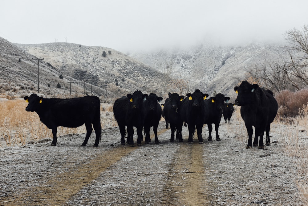 group of people standing on brown dirt road during daytime