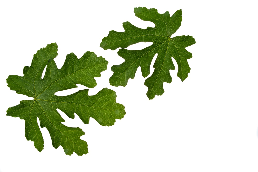 green maple leaf on white background