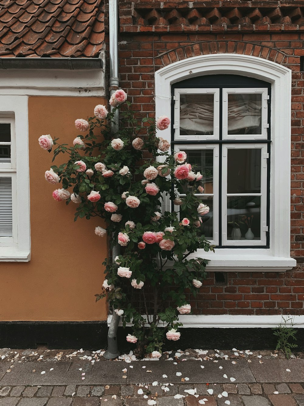 red and green plant on window