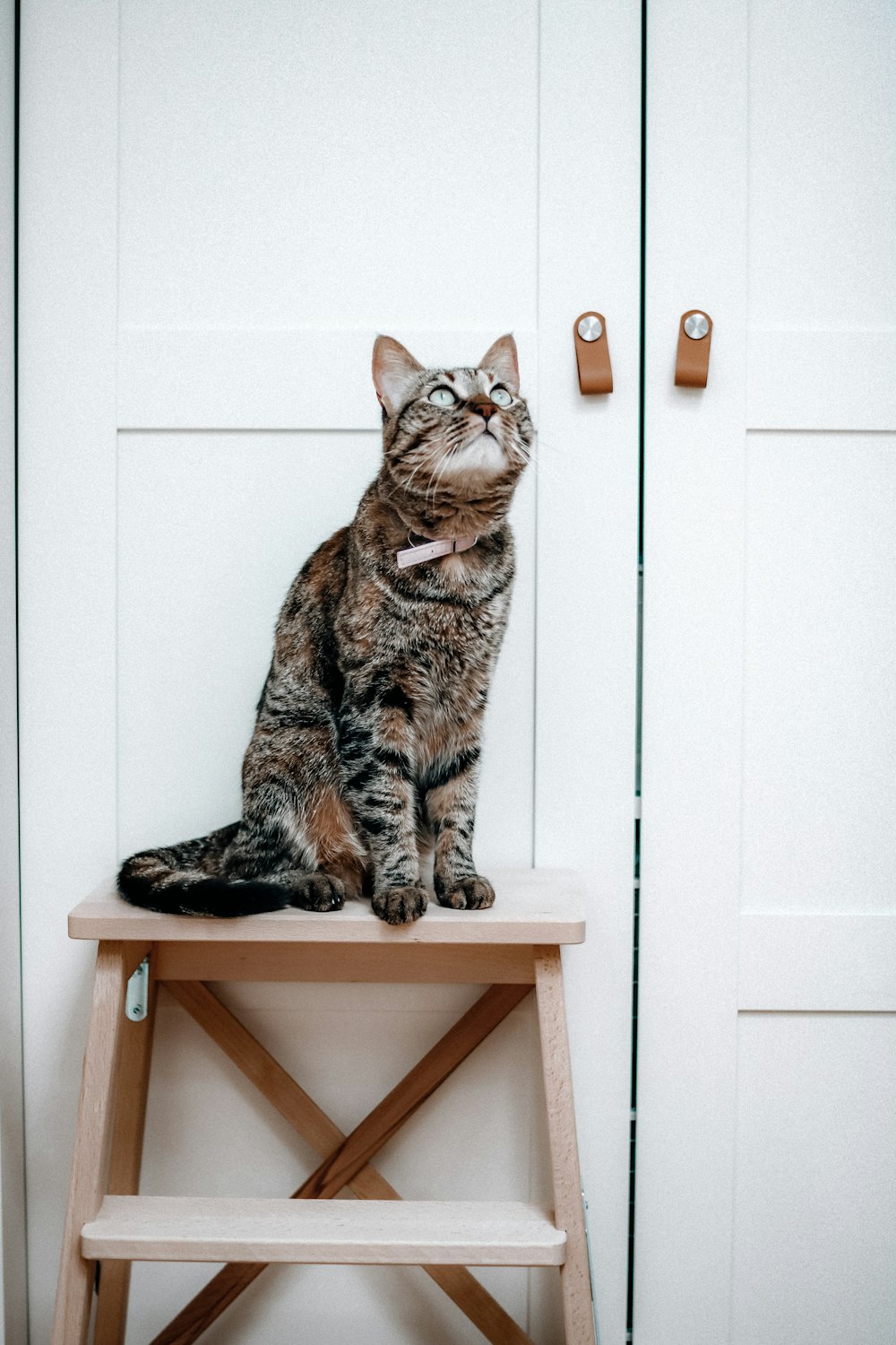 gato atigrado marrón sobre mesa de madera marrón