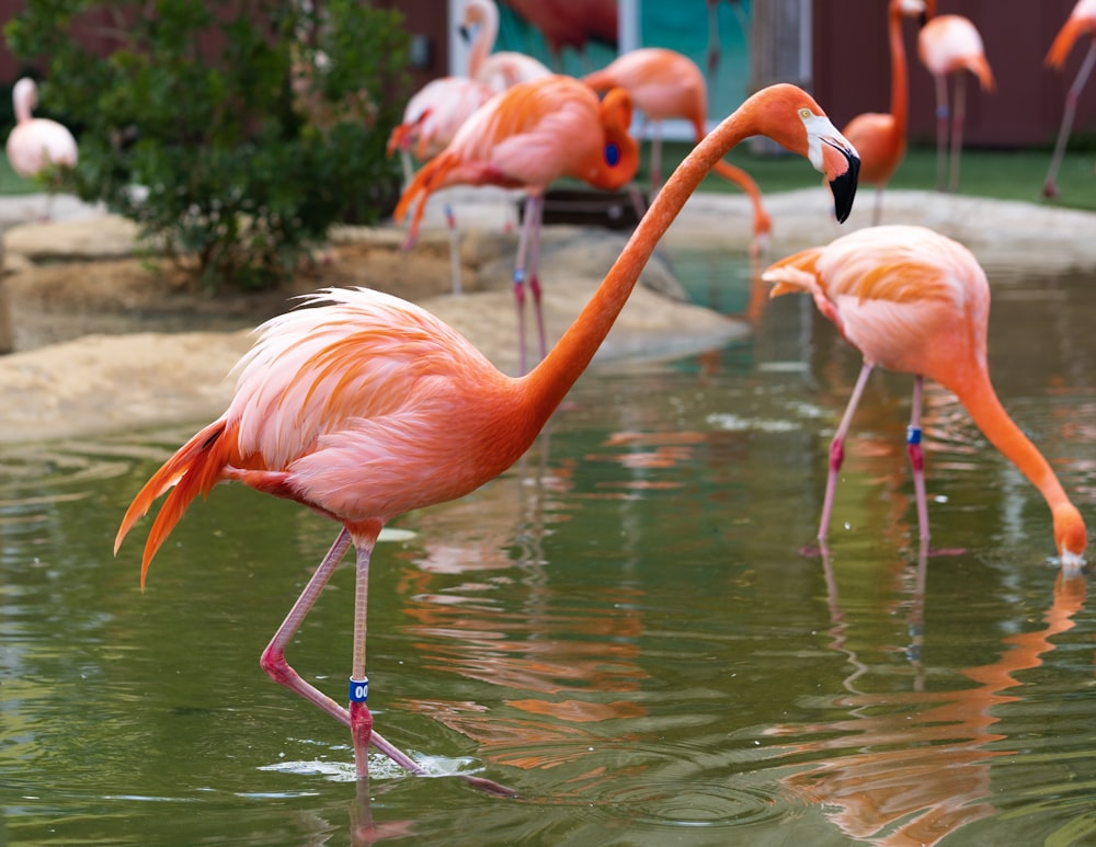 pink flamingos on water during daytime