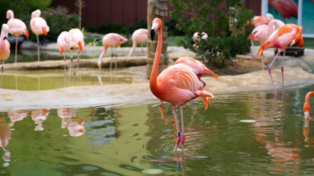 pink flamingos on water during daytime