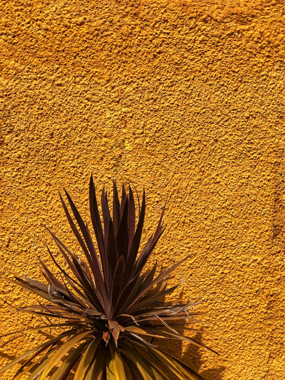 brown plant on brown wall
