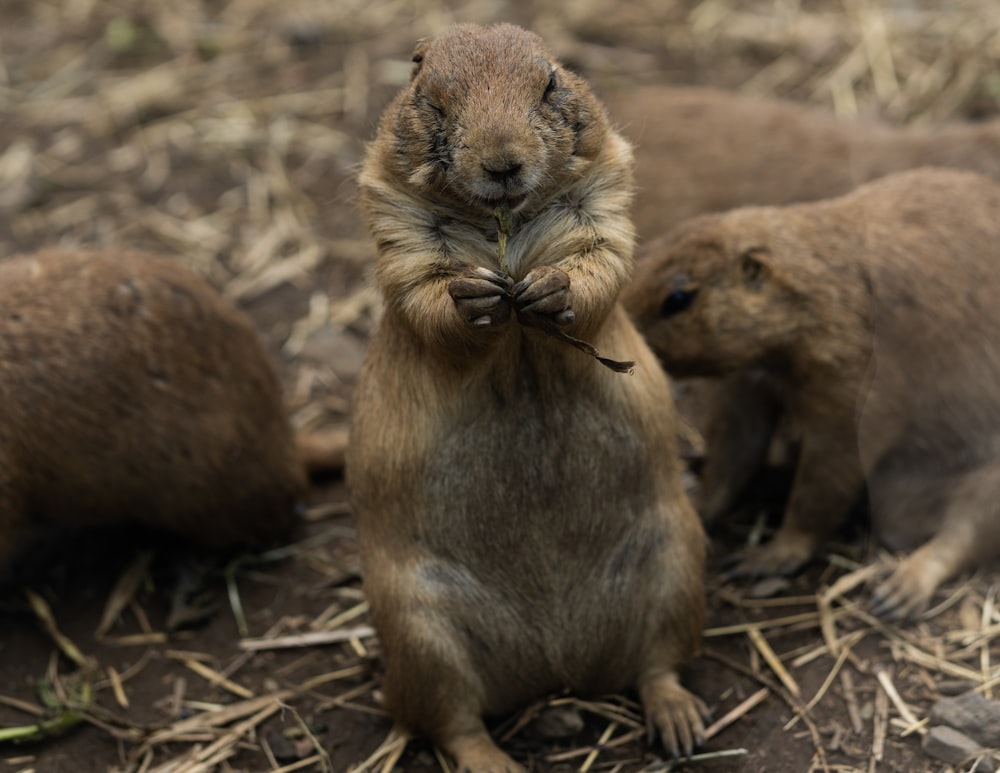 2 brown animals on brown dried grass during daytime