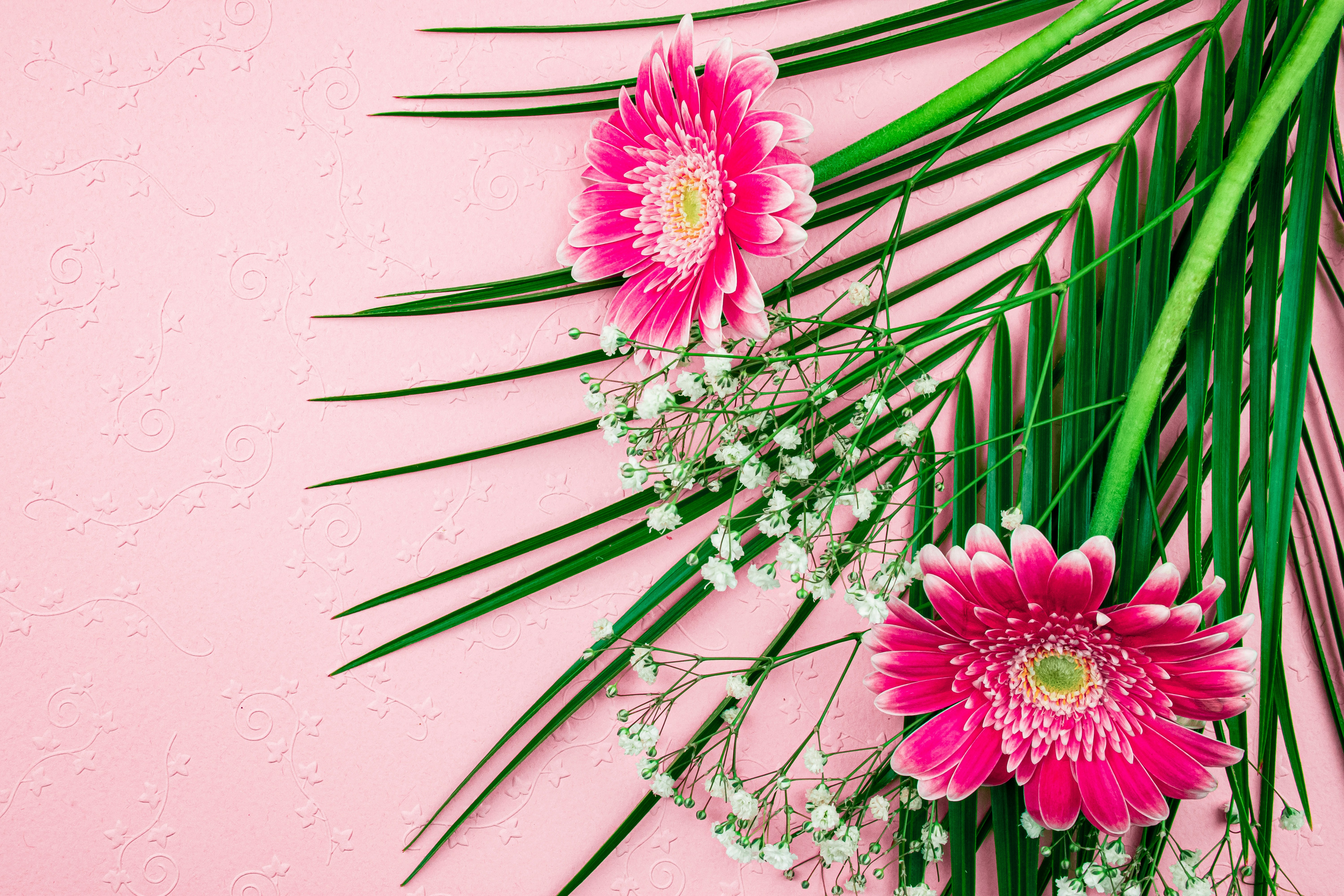 緑の葉とピンクと白の花の写真 Unsplashで見つける工場の無料写真