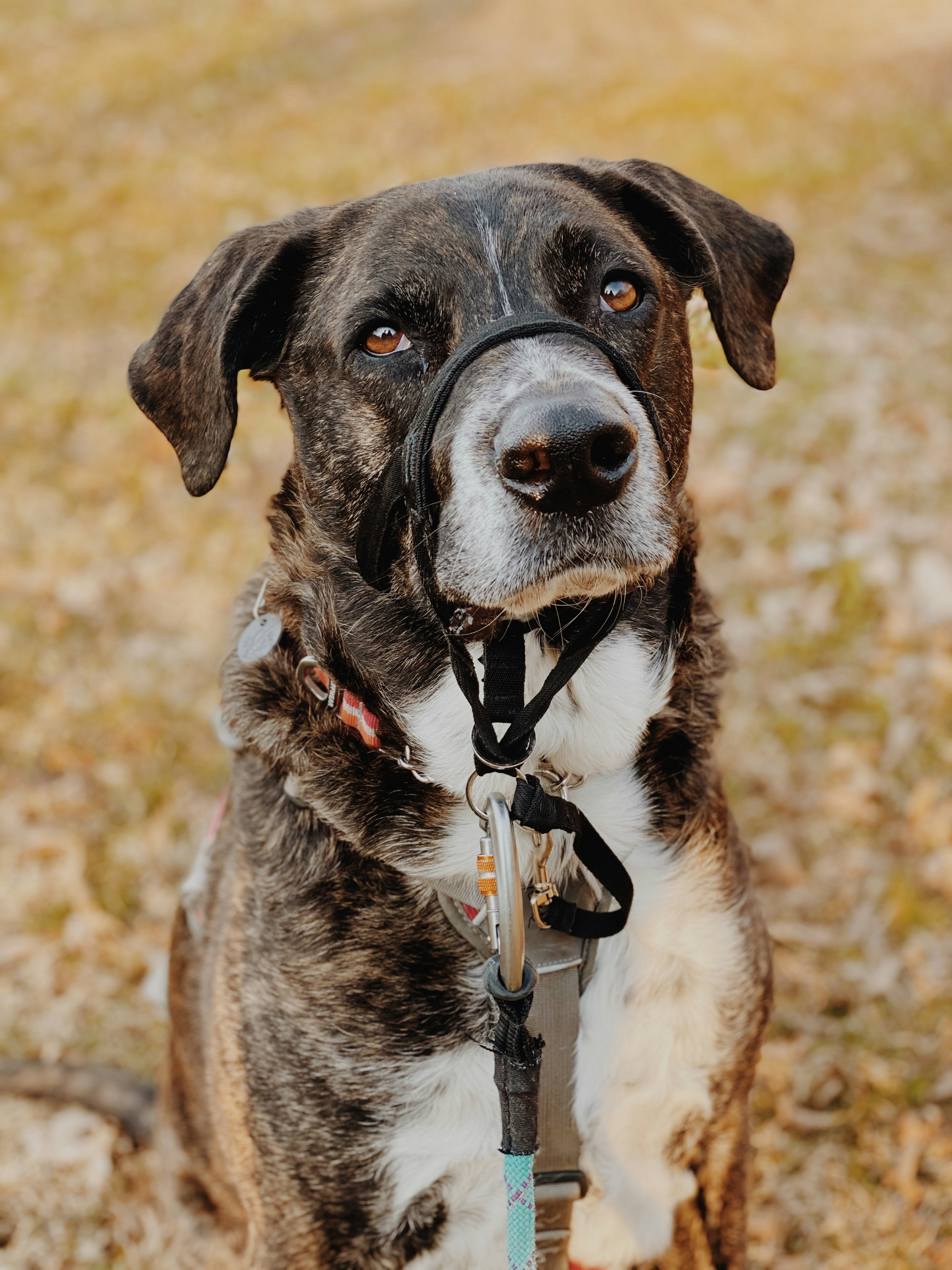 black and white short coated dog with black collar