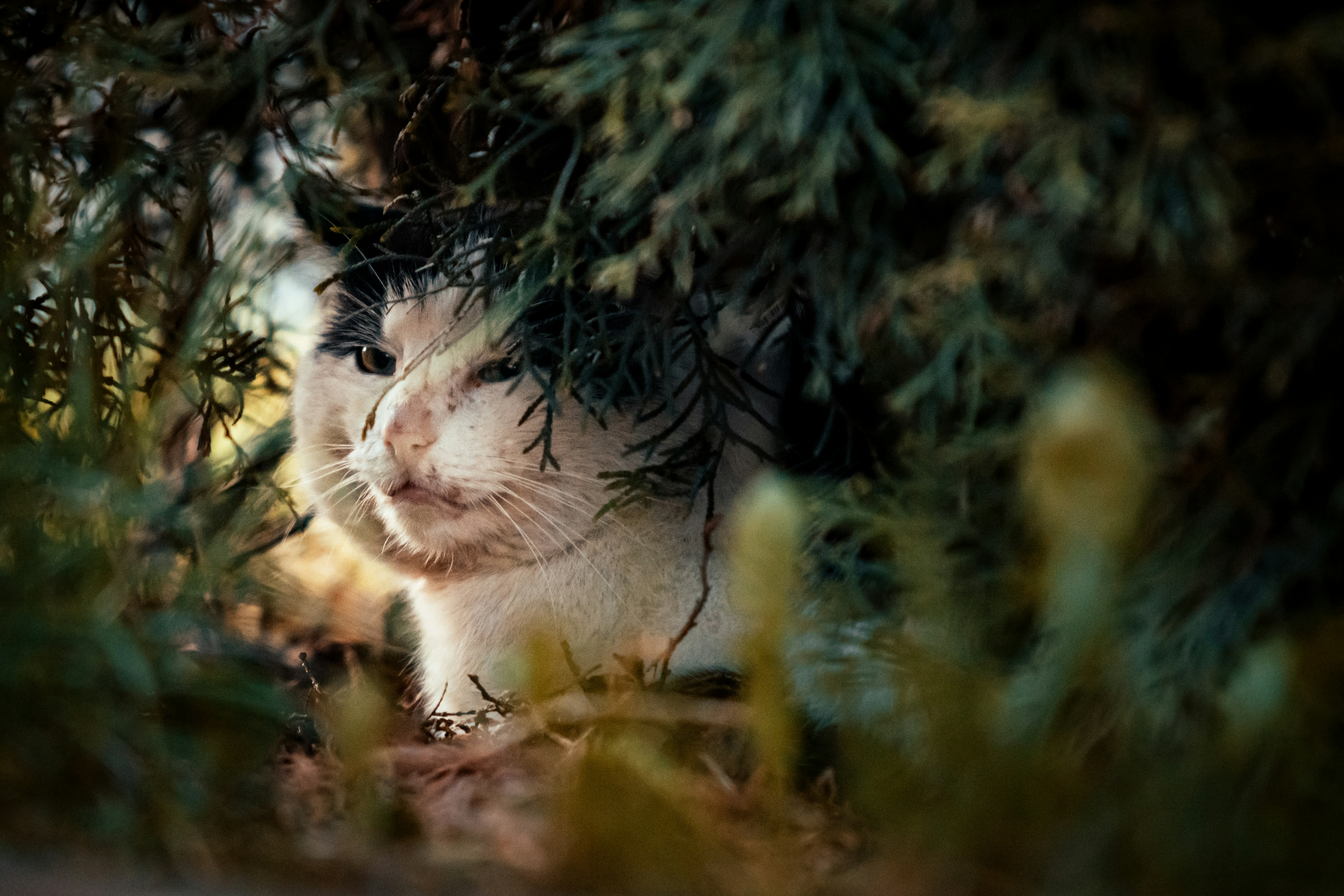 Instincts from the Wild (image credits: unsplash)