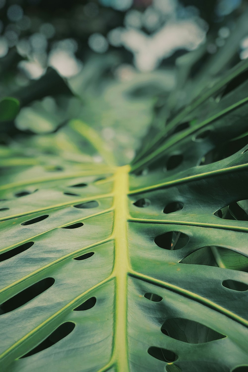 green leaf in macro lens photography