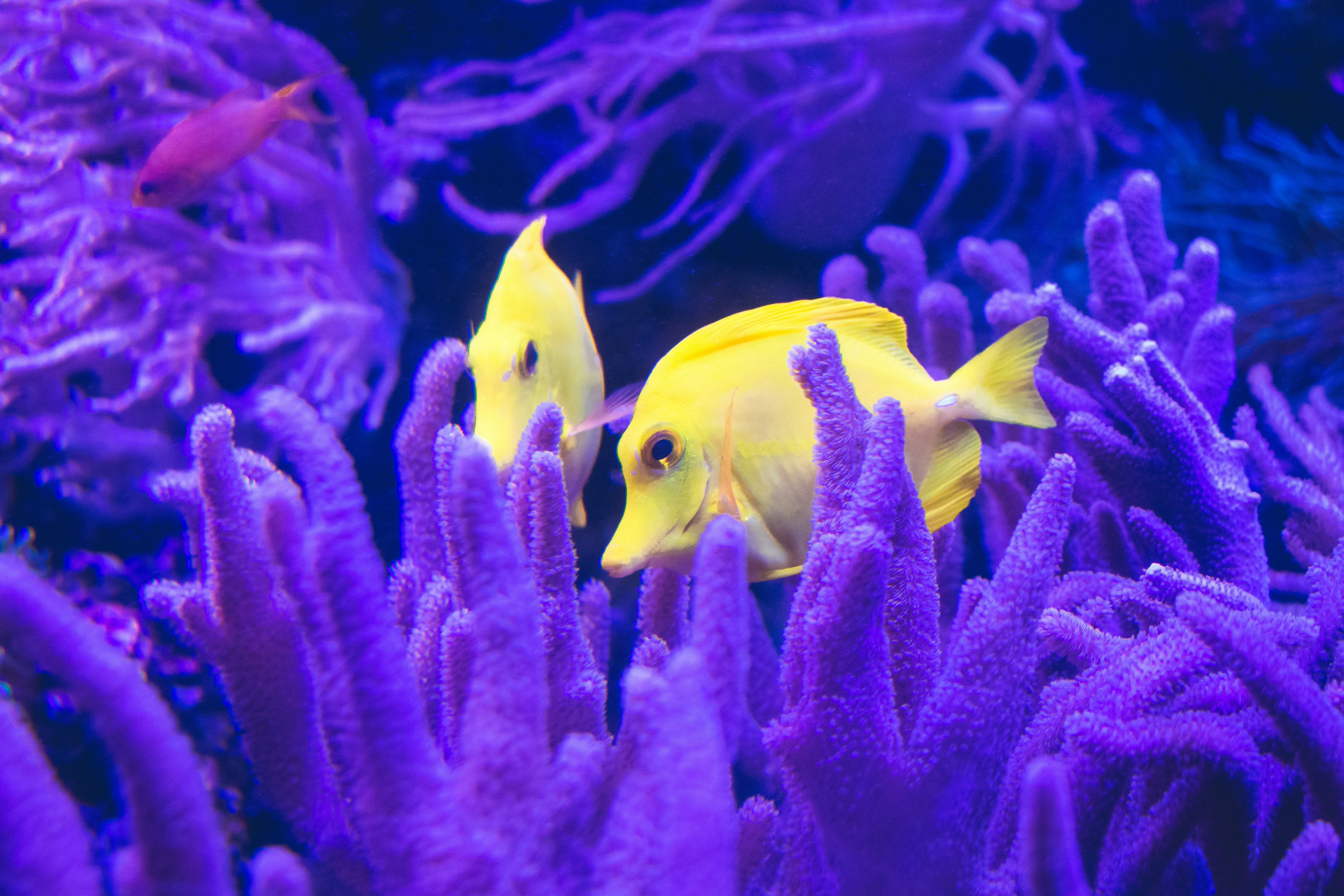 ikan kuning dan putih di dalam air