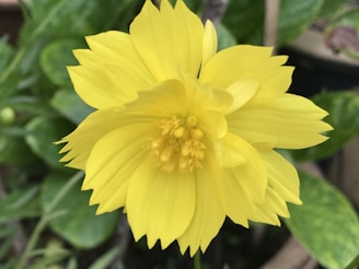 A vibrant ylang-ylang flower in bloom.