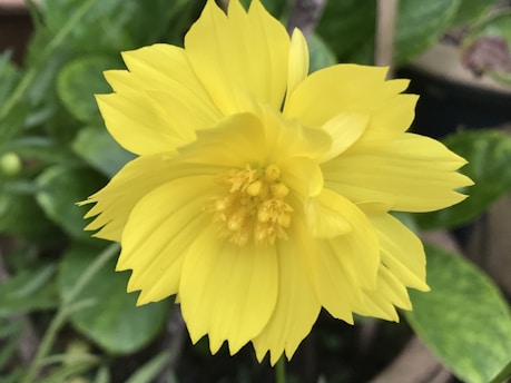A vibrant ylang-ylang flower in bloom.