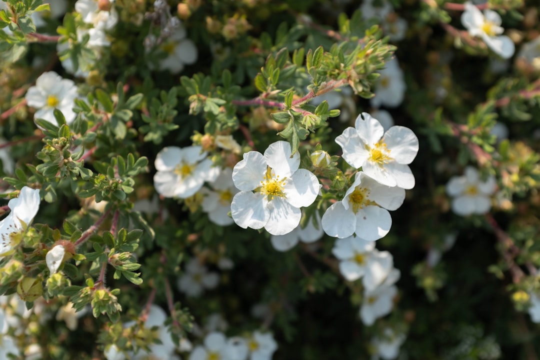 white flower with green leaves