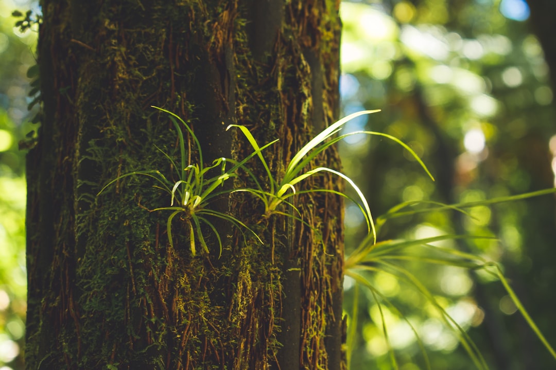 brown tree trunk in tilt shift lens