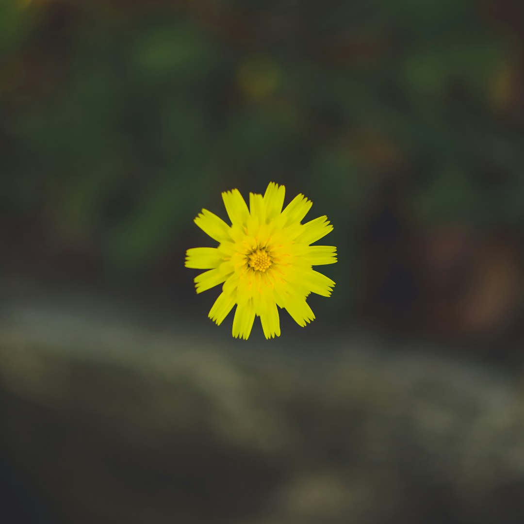 yellow flower in tilt shift lens