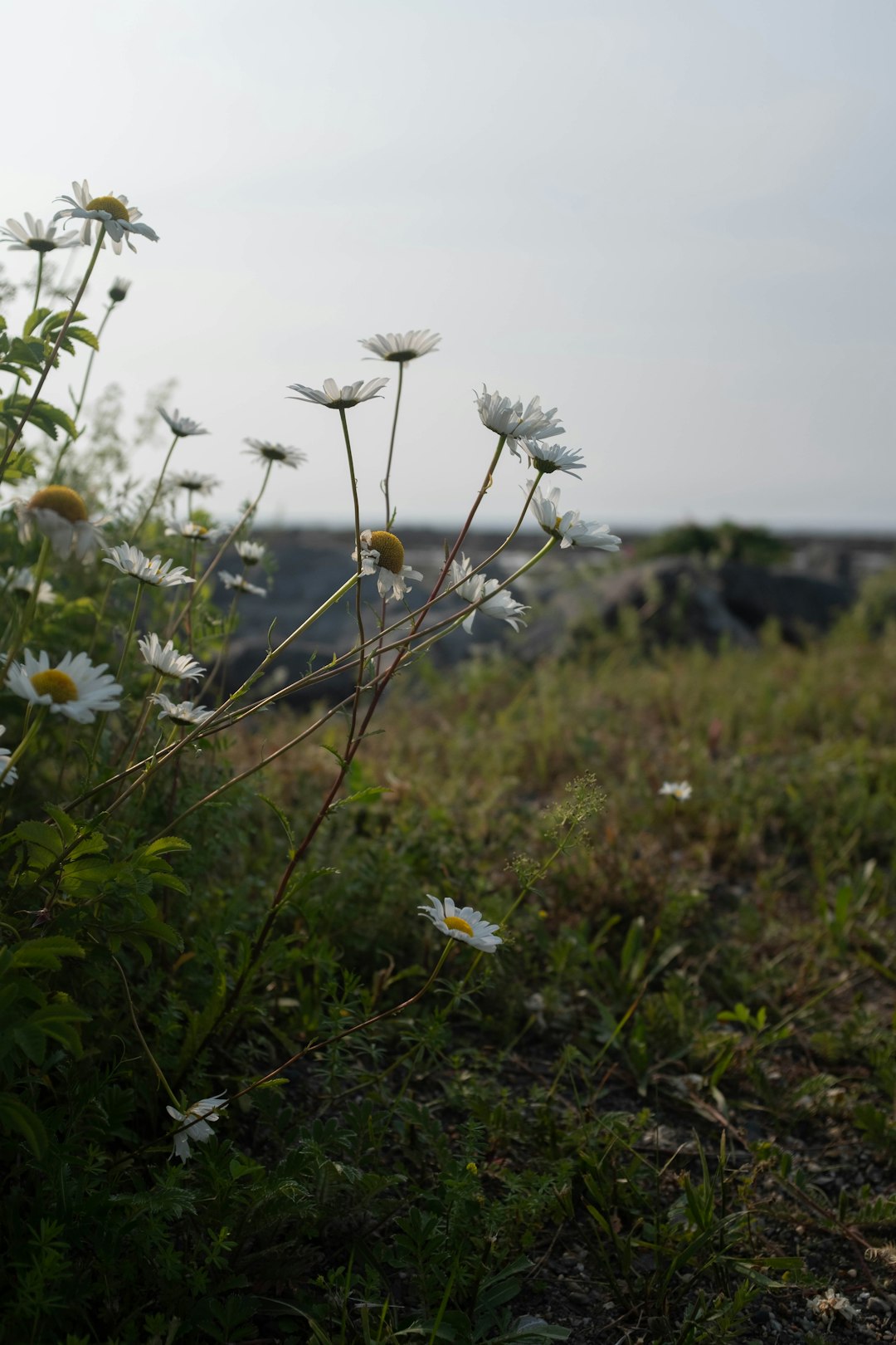 white flowers on green grass during daytime