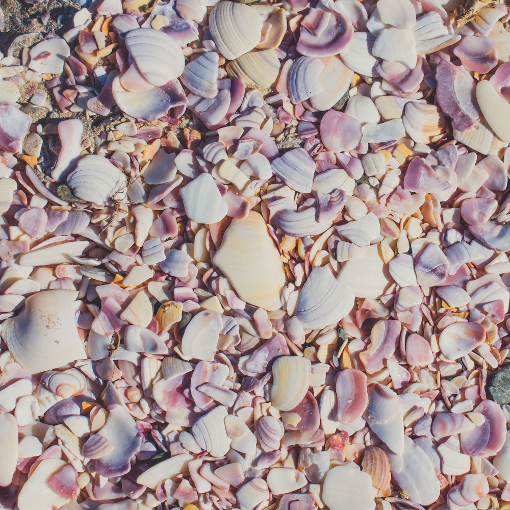 white and brown seashells on white sand during daytime