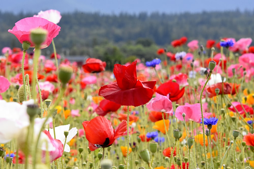 red flower field during daytime