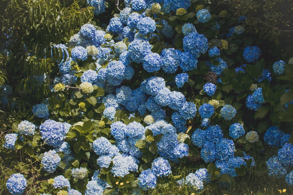 blue and green flower plant