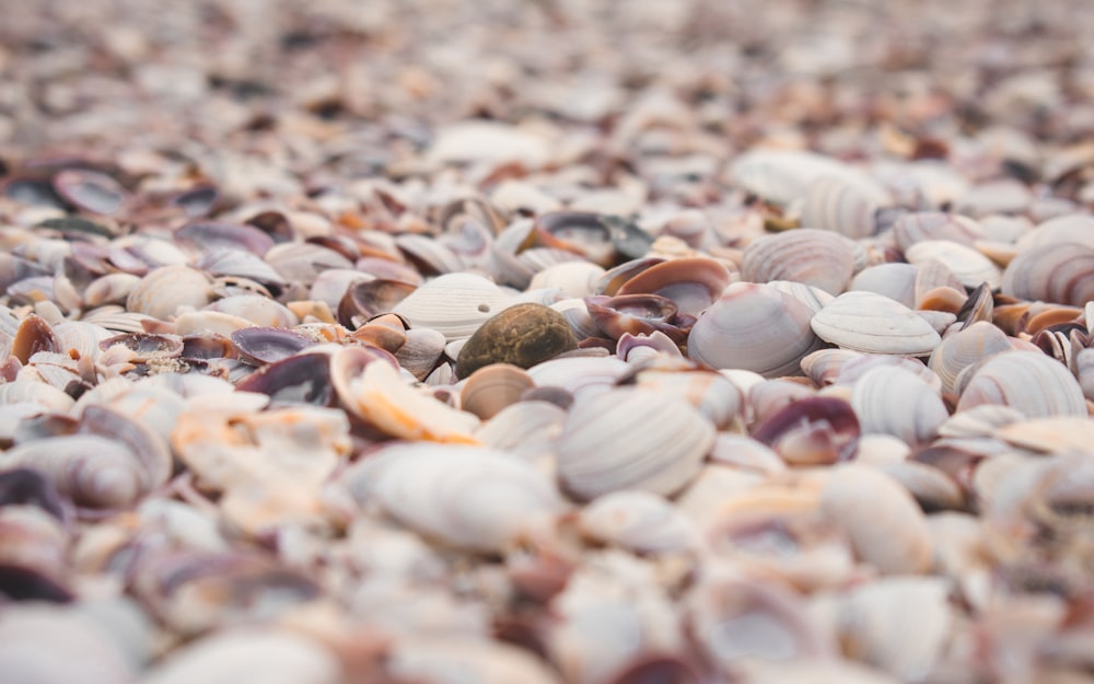 white and brown seashells on brown sand during daytime