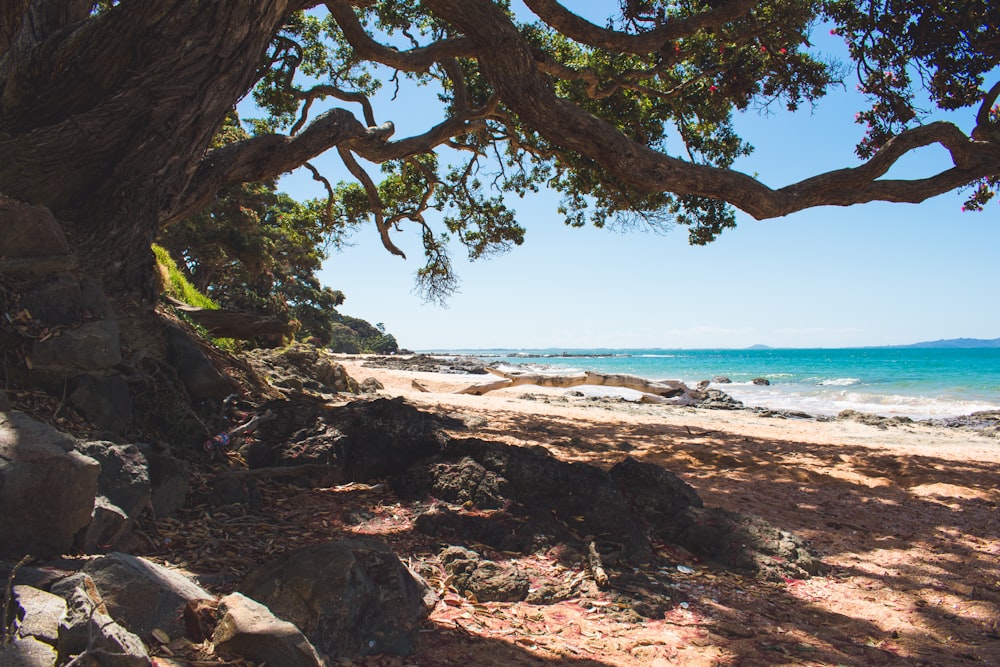 brown tree trunk on brown sand beach during daytime