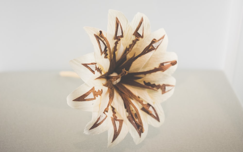 white and brown flower on white surface